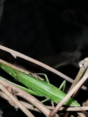 Euconocephalus varius