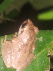 Pseudophilautus wynaadensis