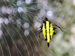 Gasteracantha diadesmia