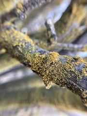 Candelariaceae