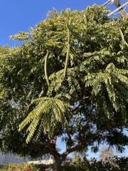 Cassia leptophylla