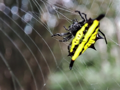 Gasteracantha diadesmia