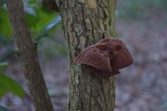 Auricularia auricula-judae