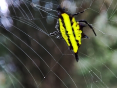 Gasteracantha diadesmia