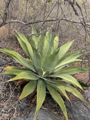 Agave seemanniana