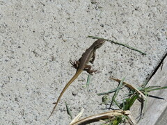 Liolaemus chiliensis