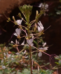 Cleome gynandra