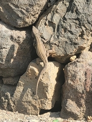 Gallotia galloti