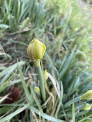 Narcissus pseudonarcissus