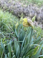 Narcissus pseudonarcissus