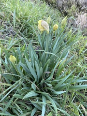 Narcissus pseudonarcissus
