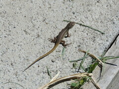 Liolaemus chiliensis