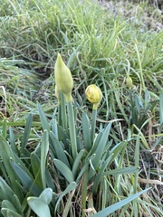 Narcissus pseudonarcissus