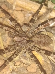 Africactenus