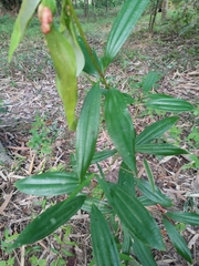 Melastoma malabathricum