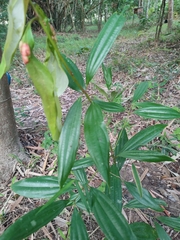 Melastoma malabathricum