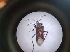 Anochrostomus formosus