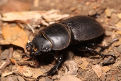 Apterodorcus bacchus