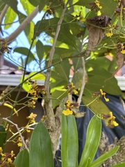 Oncidium sphacelatum