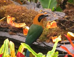 Baryphthengus martii