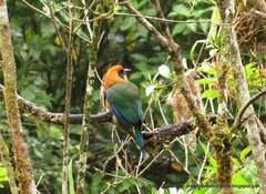 Baryphthengus martii