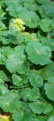 Hydrocotyle bonplandii