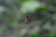 Micrathena guerini
