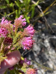 Erica barbigeroides