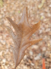 Quercus lyrata