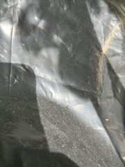 Leucauge argyrobapta