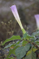 Datura metel