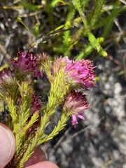 Erica barbigeroides