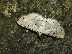 Pycnarmon cribrata