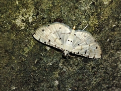 Pycnarmon cribrata