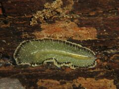 Pseudobiceros murinus
