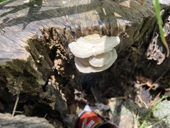 Fungi