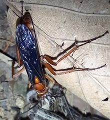 Tachypompilus ferrugineus