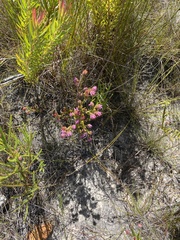 Erica barbigeroides