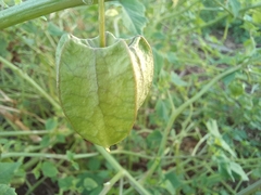 Physalis cordata