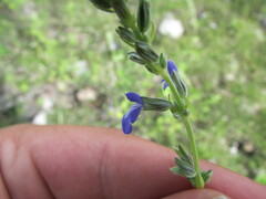 Salvia leptostachys