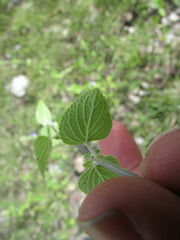 Salvia leptostachys