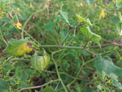 Physalis cordata