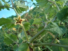 Physalis cordata