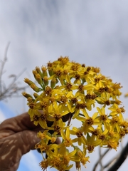 Pittocaulon praecox