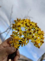 Pittocaulon praecox