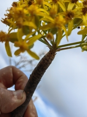 Pittocaulon praecox