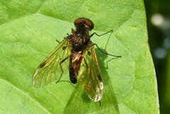 Chrysopilus cristatus
