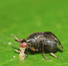 Notacanthina