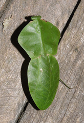 Choeradodis rhomboidea