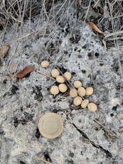 Sylvilagus cunicularius